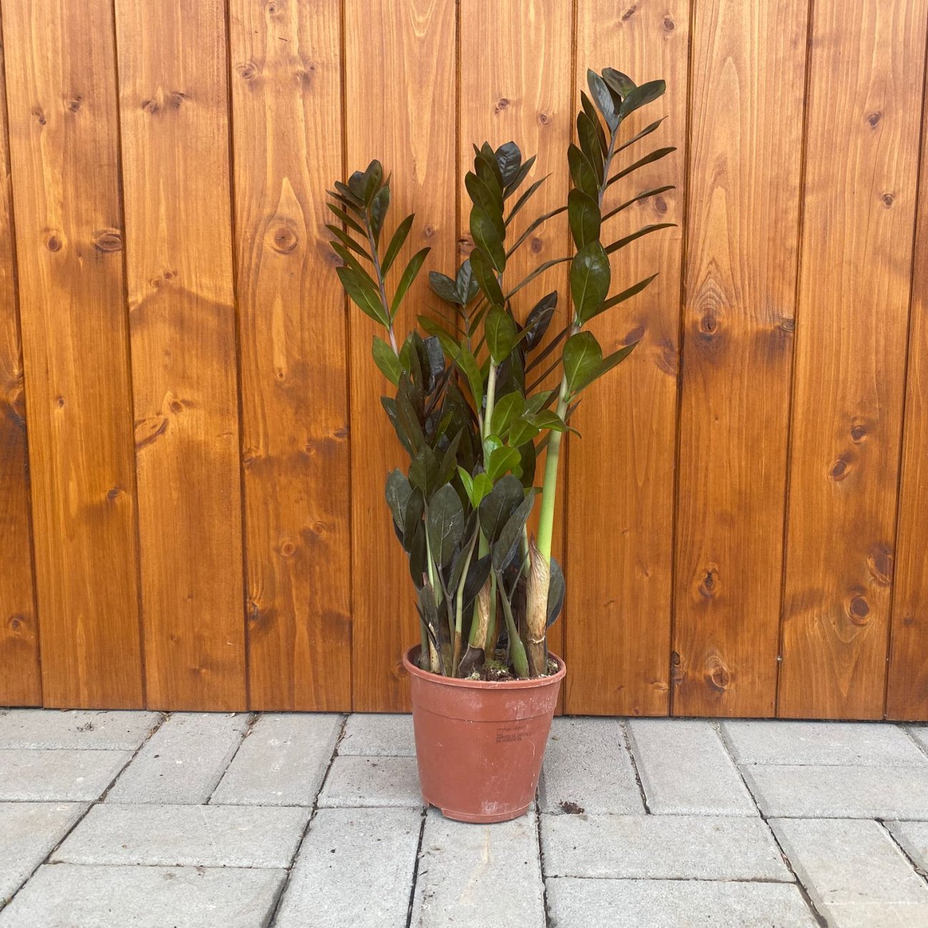 Obrázok Zamiokulkas (Zamioculcas zamifolia) ´RAVEN´ - výška 50-60 cm, kont. C2L